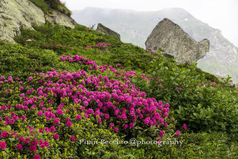 Rododendri in alta valle